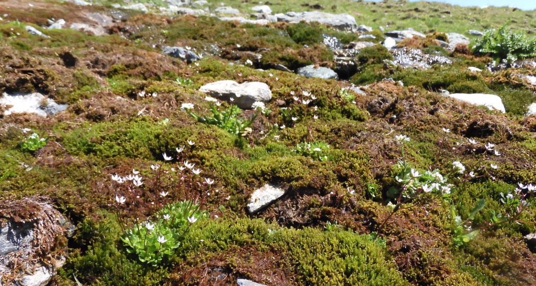 FlowerWalks Motta Naluns Piz Clünas Feldbontanik.ch - Muriel Bendel