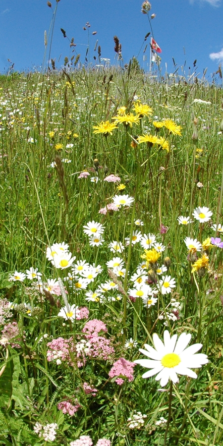 Blumenwiese