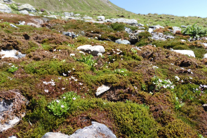 FlowerWalks Motta Naluns Piz Clünas Feldbontanik.ch - Muriel Bendel